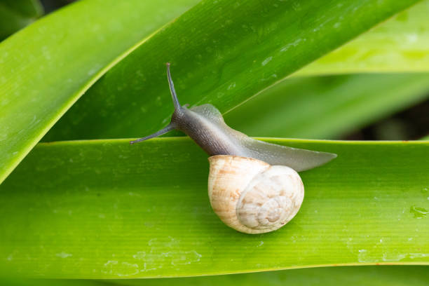 istock The snail crawls on a green leaf. 1434638970