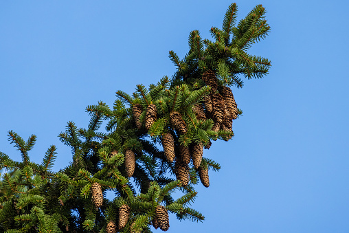 Branch of spruce tree with cones is under blue sky background, natural photo