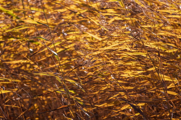 Abstract natural fall background photo with dry yellow coastal reed leaves on a sunny day