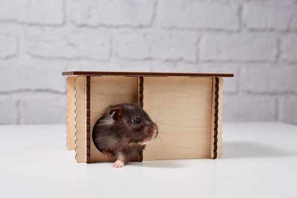 하얀 테이블에 목조 주택에 귀여운 갈색 햄스터 - rodent hamster small apartment 뉴스 사진 이미지