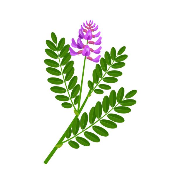 illustrations, cliparts, dessins animés et icônes de astragalus membranaceus - vetch