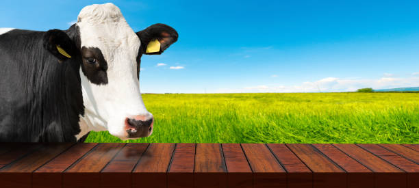 istock Empty Wooden Table and a Dairy Cow on a Countryside Landscape 1434642146