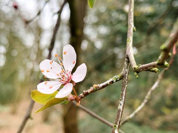 istock Close-Up Of Pink Cherry Blossom On Tree 1434643314