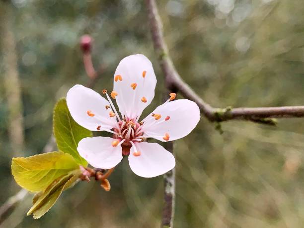 istock Close-Up Of Cherry Blossoms On Tree 1434643652