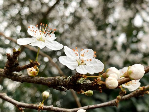 istock Close-Up Of Cherry Blossoms On Tree 1434644405