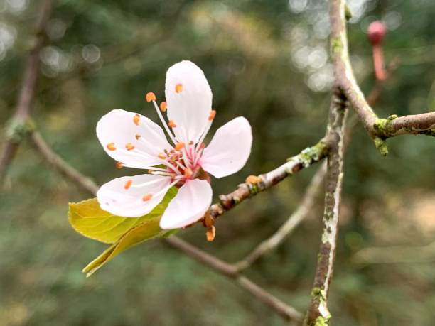 istock Close-Up Of Cherry Blossoms In Spring 1434644441