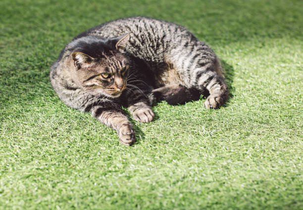 istock Portrait Of Cat Relaxing On Field 1434644480