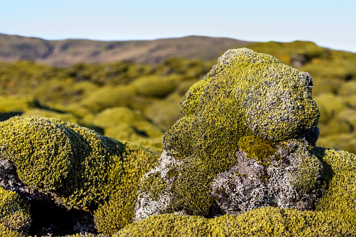 Detail of the moss covered Eldhraun lava field in southern Iceland. Eldhraun is the largest lava flow in the world. Spanning 565 square kilometres.