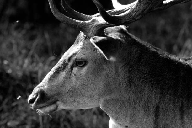 istock Grayscale shot of wild deer 1434647487