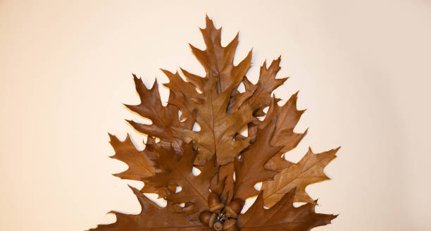 istock brown oak autumn leaves on white  background 1434650152