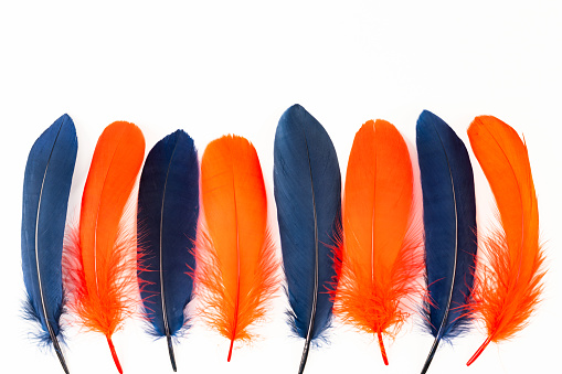 Beautiful bird feathers, Beautiful Macaw feathers.