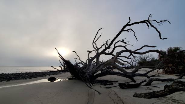 istock Large piece of broken driftwood with branches on a seashore 1434652820