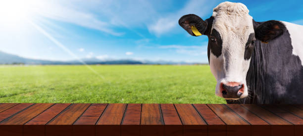 istock Empty Wooden Table and a Dairy Cow on a Countryside Landscape 1434653217