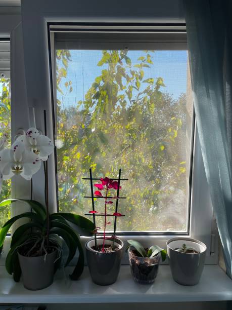 istock Plants by window stock photo 1434654970