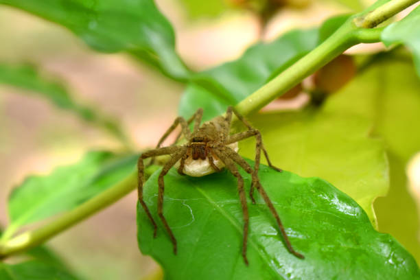 istock A brown spider protect white eggs stand on green leaves with green light blurred background. 1434655032