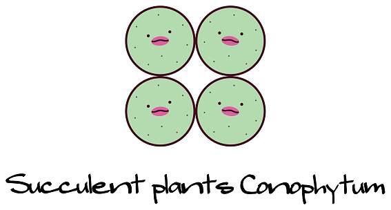 Succulent plants Mesen conophytum pageae Character Illustration. Vector.
