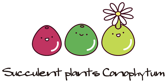 Succulent plants Mesen conophytum burgeri Character Illustration. medley of plants. Vector.