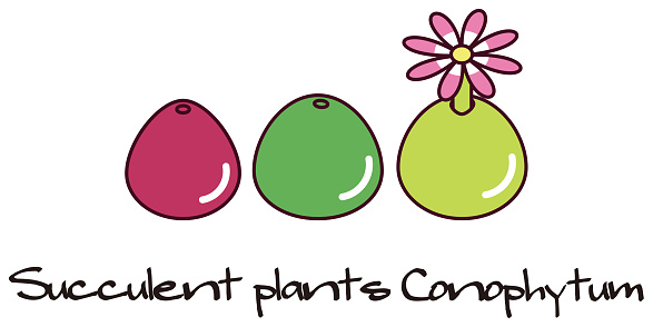 Succulent plants Mesen conophytum burgeri Illustration. medley of plants. Vector.