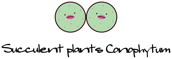 Succulent plants Mesen conophytum pageae Character Illustration. Vector.