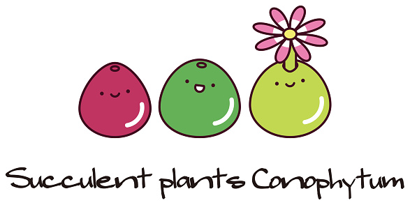 Succulent plants Mesen conophytum burgeri Character Illustration. medley of plants. Vector.