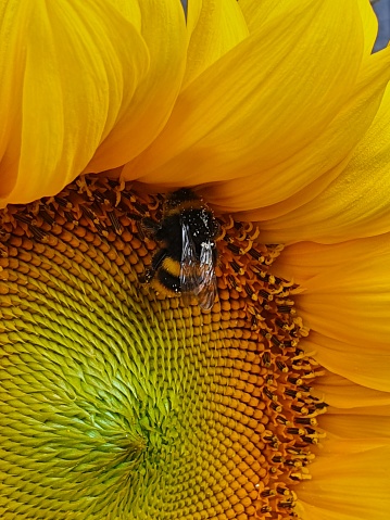 Bumble bee enjoying.bright sunflower