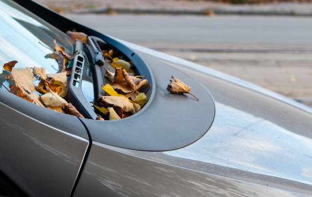 istock Fallen dry autumn leaves on car windshield 1434661766