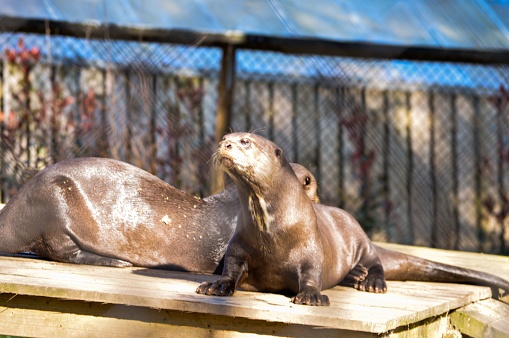 A closeup shot of giant otters sunbathing on the wooden boards in the park