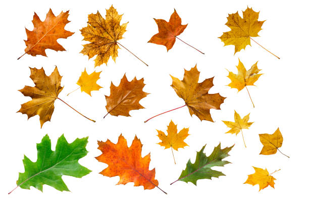 istock Set of colorful maple leaves on white. 1434664042