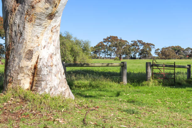 istock eucalyptus tree and old rural gate in field 1434664859