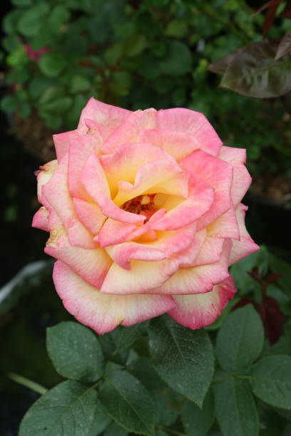 istock Single two tone rose (grade 