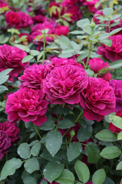 różowe róże, klasa "darcey bussell" w moskiewskim ogrodzie - bussell zdjęcia i obrazy z banku zdjęć
