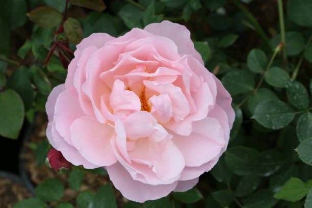 istock Single pink rose (grade 