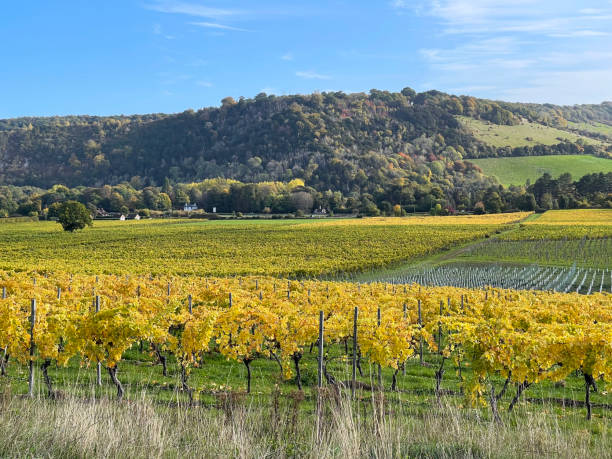 istock Vineyard landscape, Southern England 1434671069