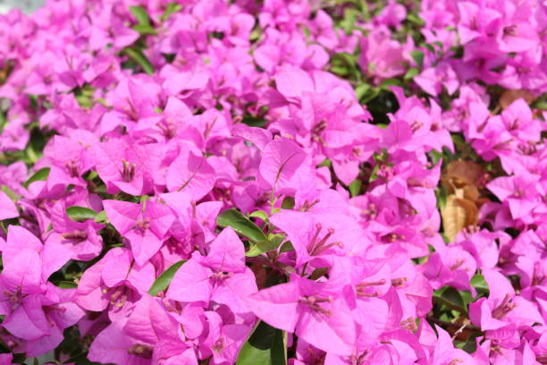 fleurs violettes de bougainvilliers en fleurs. - rose petals temperate flower scenics prickly rose photos et images de collection