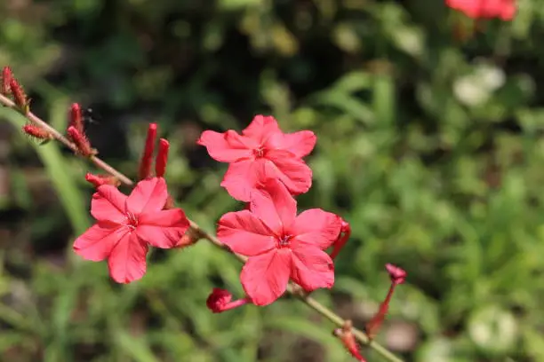 Indian leadwort's red flower blooming on branch and blur background with some buds. Another name is Rosy leadwort, Rose-colored leadwort or Official leadwort, Thailand.