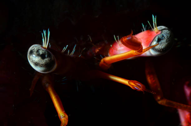 Mediterranean Sea life - Crab