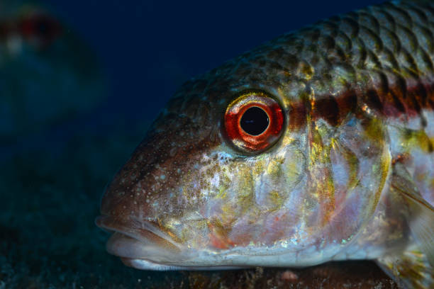 Mediterranean Sea life - Mullet fish stock photo
