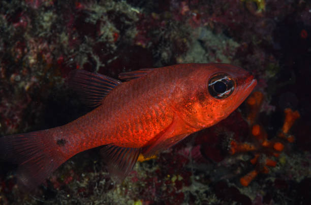 Mediterranean Sea life - Red fish stock photo
