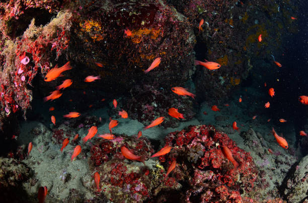 Mediterranean Sea life - Red fish stock photo