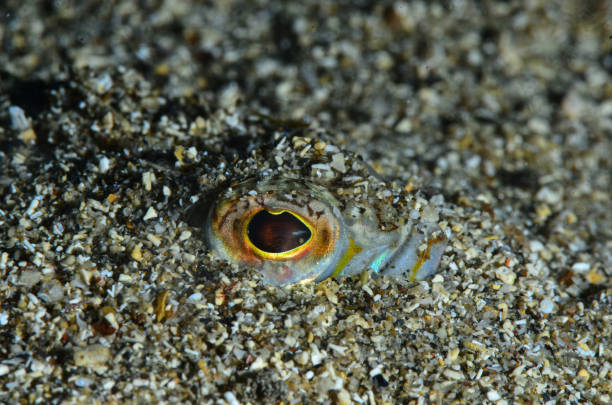 Mediterranean Sea life - Sand fish stock photo