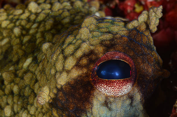 istock Mediterranean Sea life - Octopus 1434671541