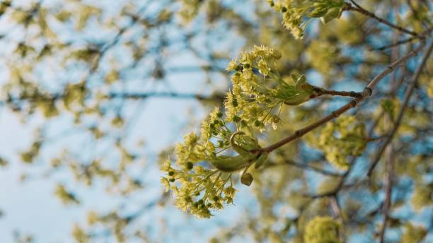 istock Closeup of a blooming maple tree branch 1434672579
