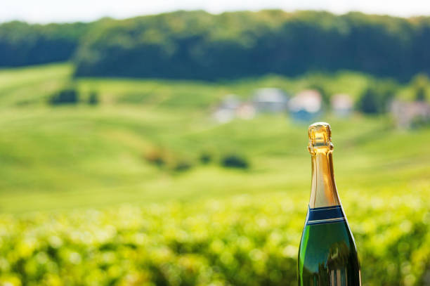 bouteille de champagne dans un vignoble - chardonnay grape focus on foreground france western europe photos et images de collection