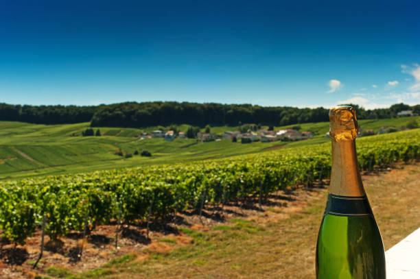 bouteille de champagne dans un vignoble - chardonnay grape focus on foreground france western europe photos et images de collection