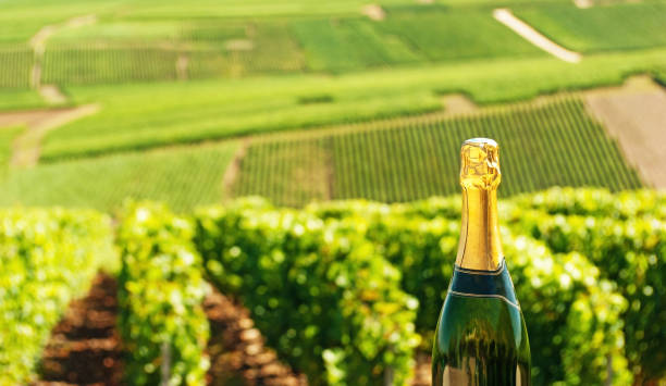 bouteille de champagne dans un vignoble - chardonnay grape focus on foreground france western europe photos et images de collection