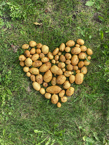 Heart made of potatoes on grass field