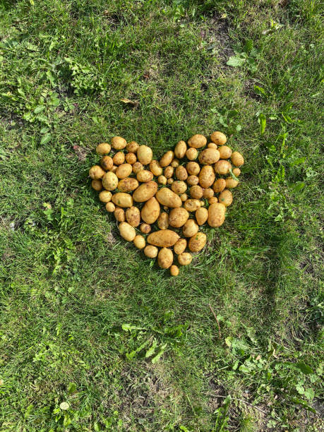 istock Heart made of potatoes 1434673491