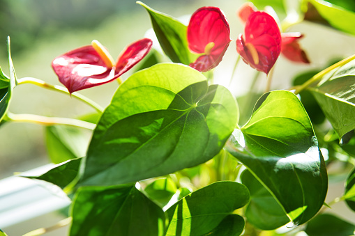 Anthurium: This pretty tropical houseplant with its succulent, bright colors needs plenty of water Kopie