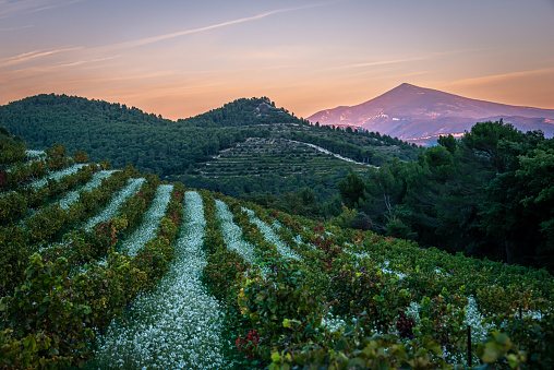 view of the mont ventoux from vineyard at baume de Venise with wild flowers at sunset , provence france .