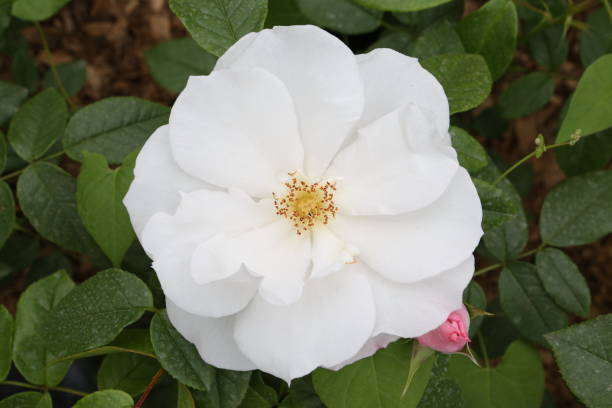 istock Single white rose (grade 
